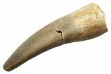 Fossil Plesiosaur (Zarafasaura) Tooth - Morocco #249594-1